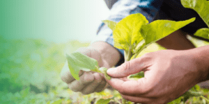 NextAgro, agroquimicos, coadyuvantes, oleofull